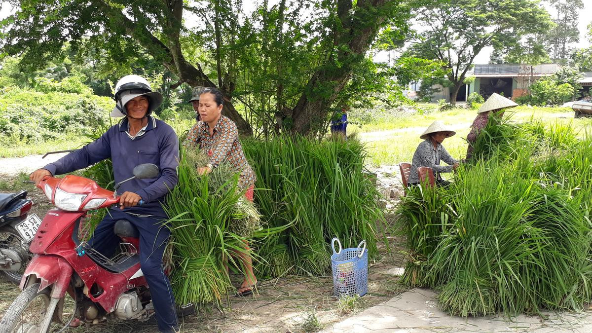 Độc đáo ngôi chợ chỉ mua bán cỏ dại, đồng giá ở miền Tây Ảnh 4