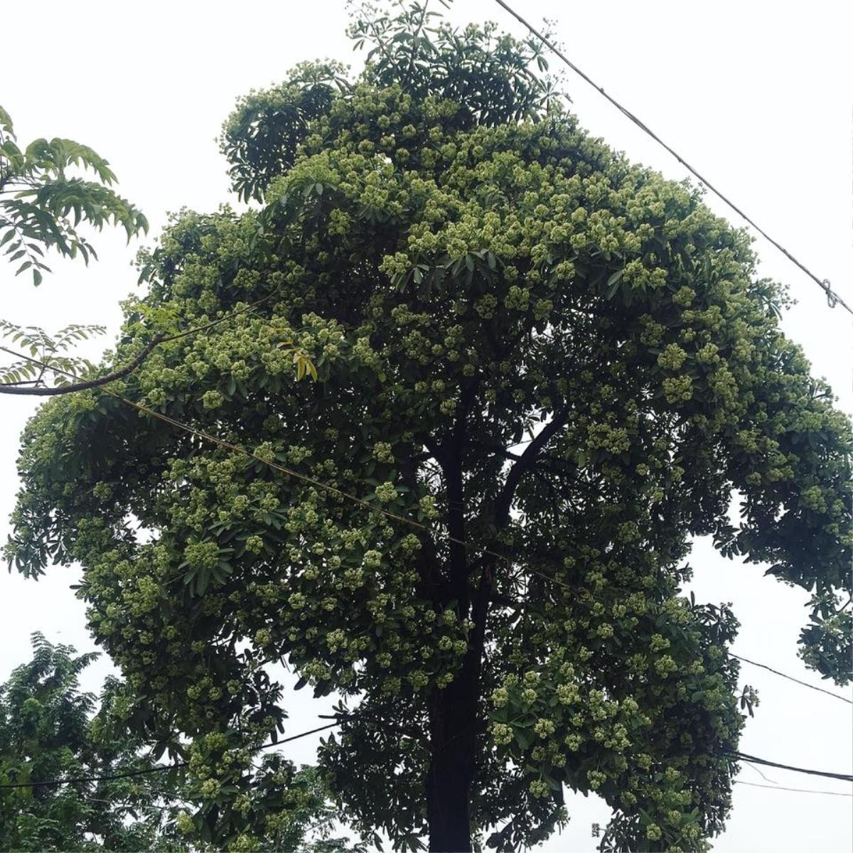 'Từ hôm nay, hãy gọi tôi là người căm thù hoa sữa' Ảnh 2