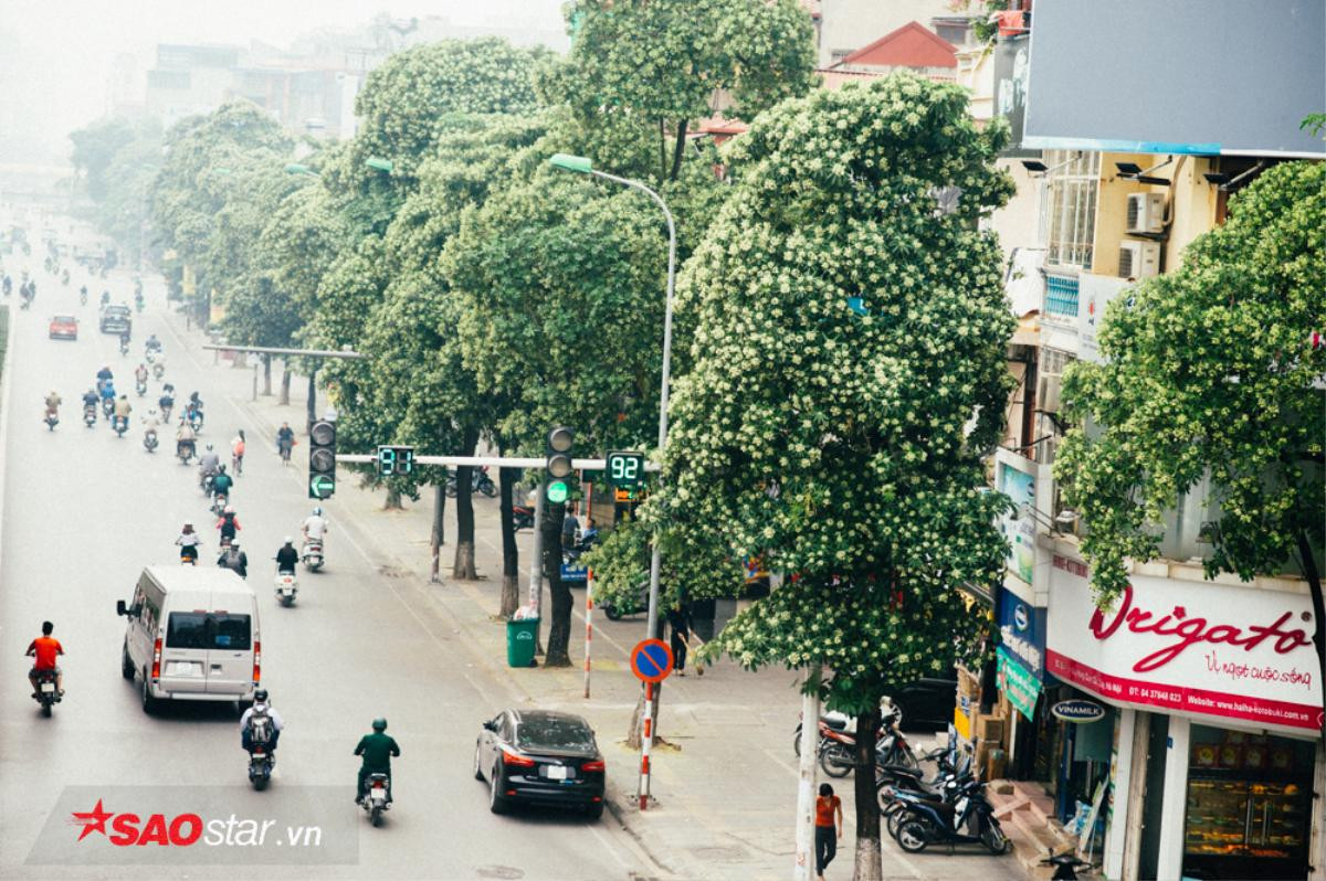 Nếu không muốn mùi hắc ám ảnh cả ngày, hội những người căm thù hoa sữa chớ dại đi qua các con đường này Ảnh 4