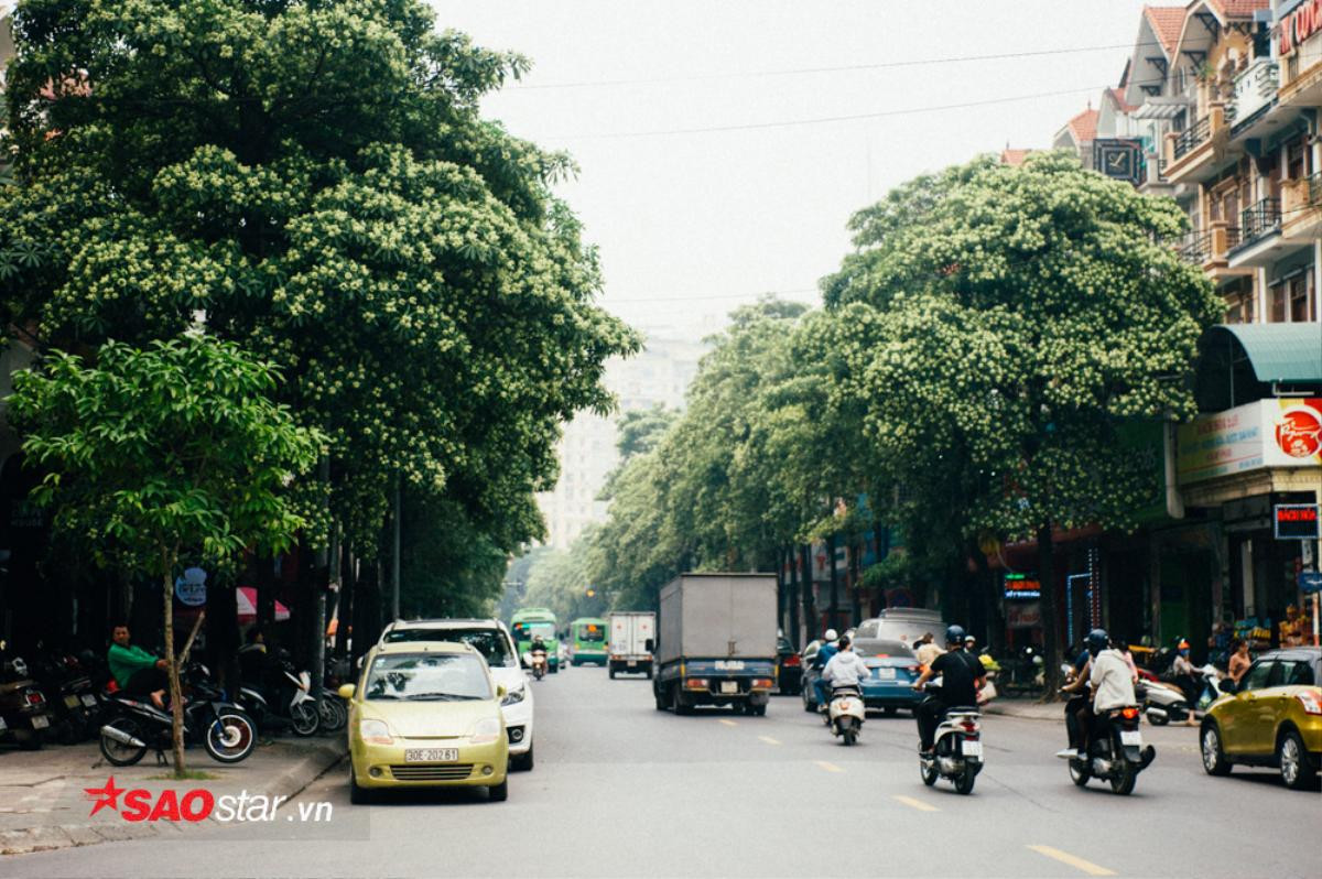 Nếu không muốn mùi hắc ám ảnh cả ngày, hội những người căm thù hoa sữa chớ dại đi qua các con đường này Ảnh 7