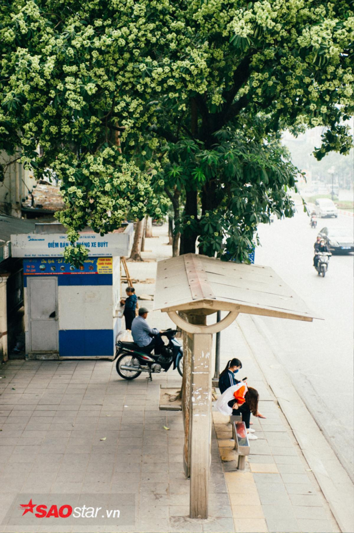 Nếu không muốn mùi hắc ám ảnh cả ngày, hội những người căm thù hoa sữa chớ dại đi qua các con đường này Ảnh 11