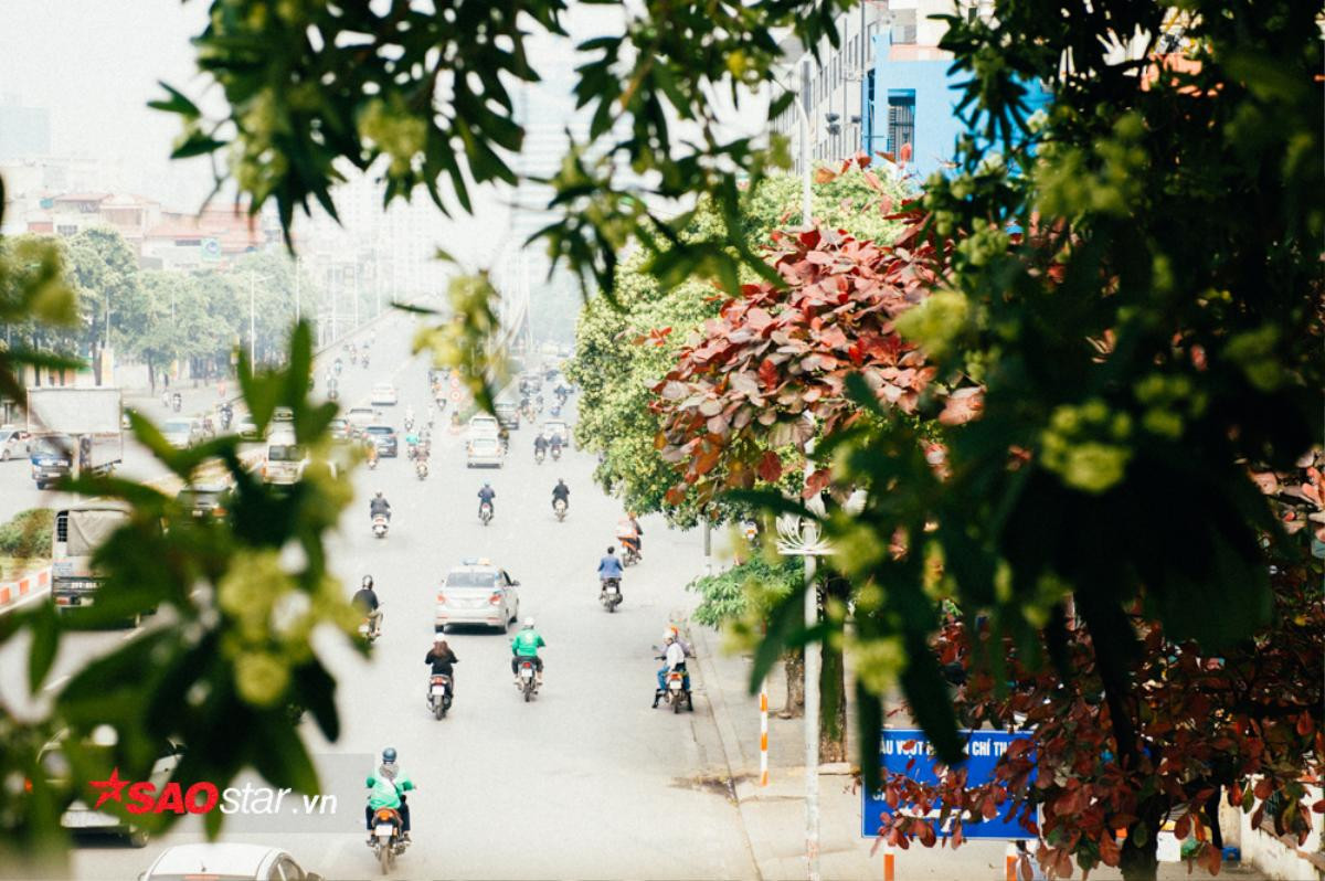 Nếu không muốn mùi hắc ám ảnh cả ngày, hội những người căm thù hoa sữa chớ dại đi qua các con đường này Ảnh 2