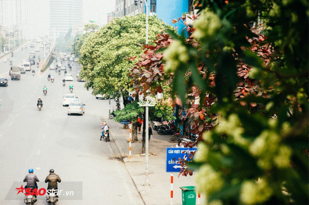 Nếu không muốn mùi hắc ám ảnh cả ngày, hội những người căm thù hoa sữa chớ dại đi qua các con đường này Ảnh 5