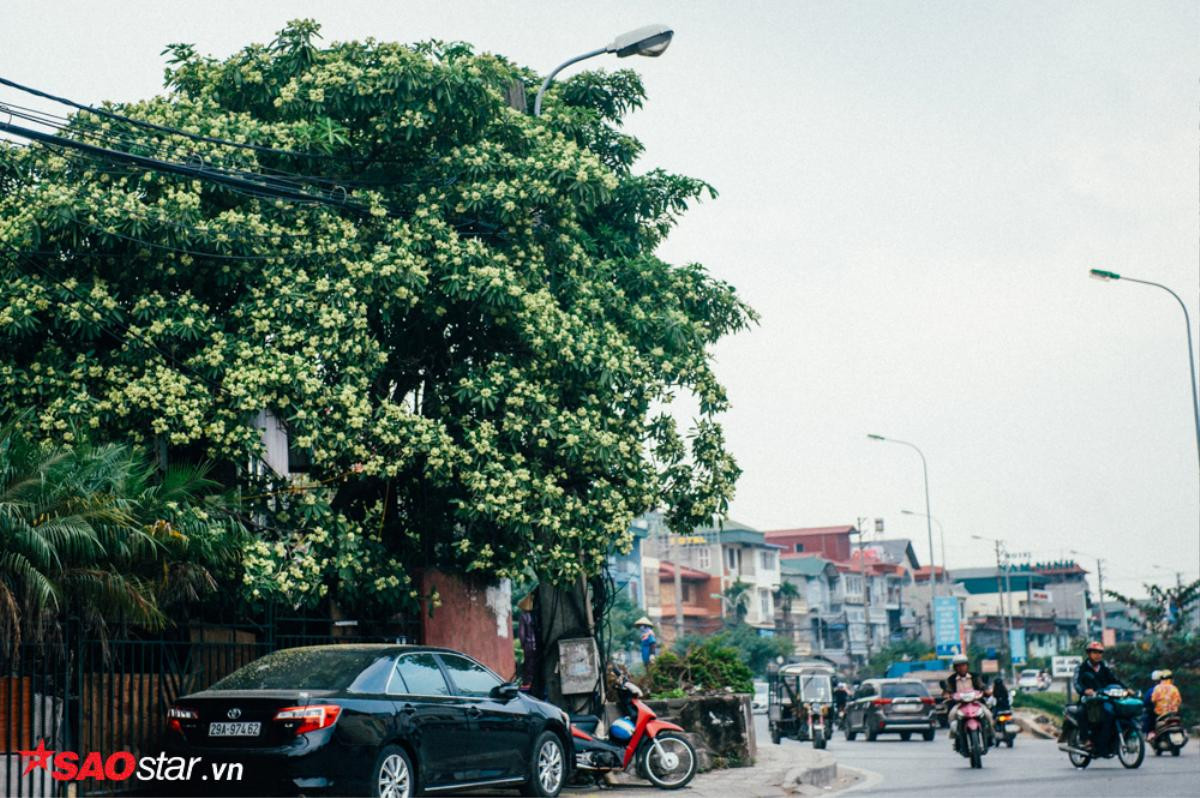 Nếu không muốn mùi hắc ám ảnh cả ngày, hội những người căm thù hoa sữa chớ dại đi qua các con đường này Ảnh 13