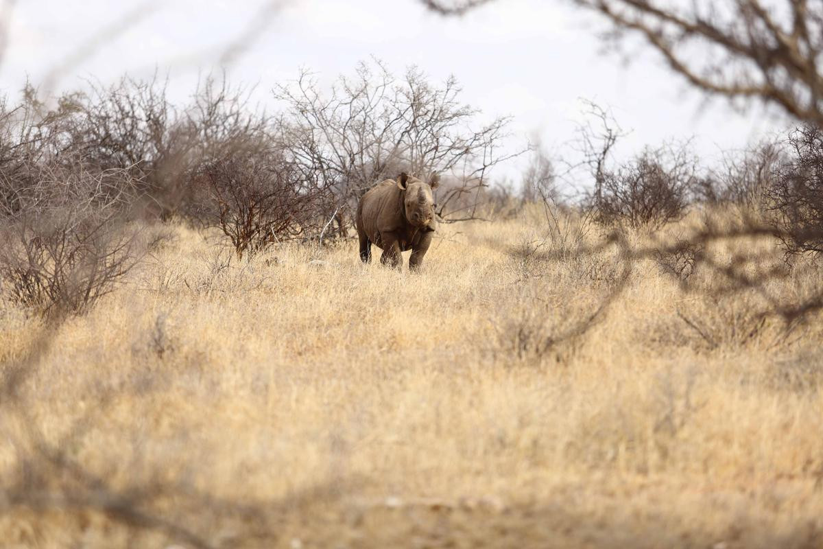 Đi dạo với tê giác đen trong vườn thú safari độc nhất ở Kenya Ảnh 2