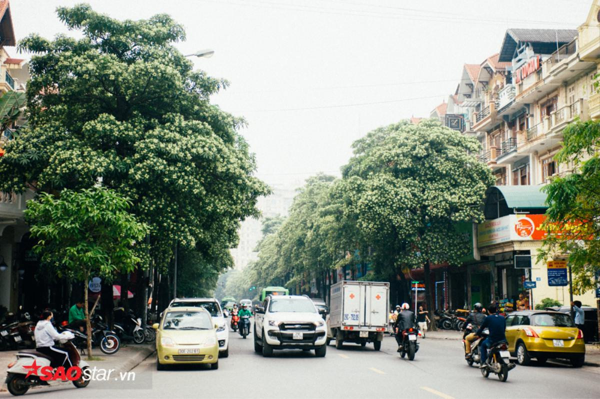 Thay vì căm thù hoa sữa, hãy trân trọng nó vì những ngày này, hương hoa ấy đang là mùi dễ chịu nhất ở Hà Nội Ảnh 3