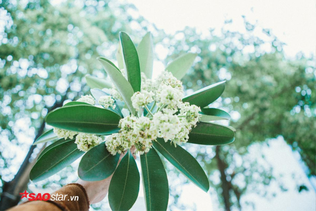 Quên mùi hương quá đậm đặc ấy đi, bạn sẽ thấy hoa sữa cũng đẹp và nên thơ lắm! Ảnh 4