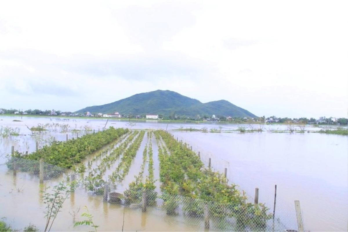 Lũ bất ngờ, hàng ngàn nhà dân Bình Định chìm trong biển nước Ảnh 5