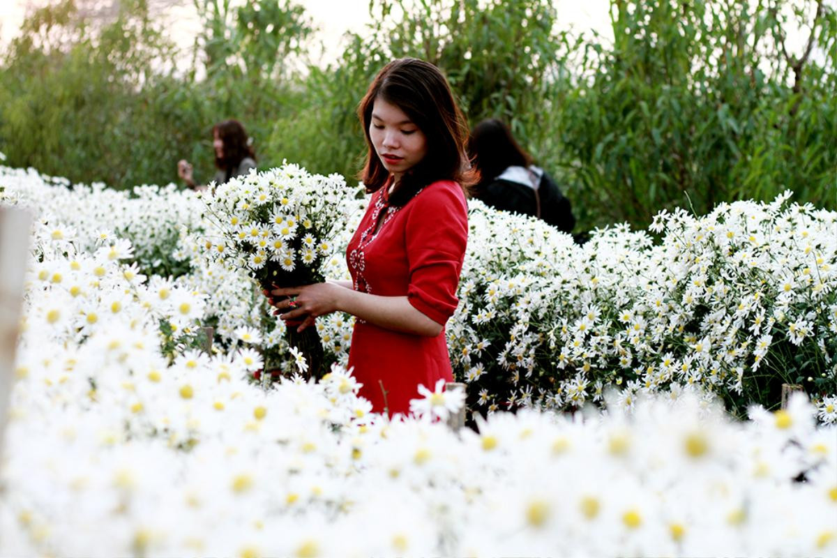 Cúc họa mi cuối mùa mơ màng níu chân người Hà Nội Ảnh 4