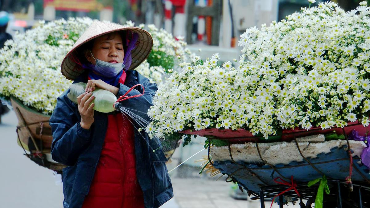 Cúc họa mi cuối mùa mơ màng níu chân người Hà Nội Ảnh 8