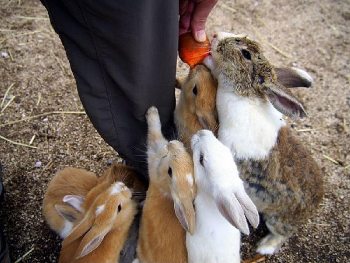 Việt Nam có đảo khỉ Cần Giờ, Nhật Bản có đảo thỏ Okunoshima Ảnh 3