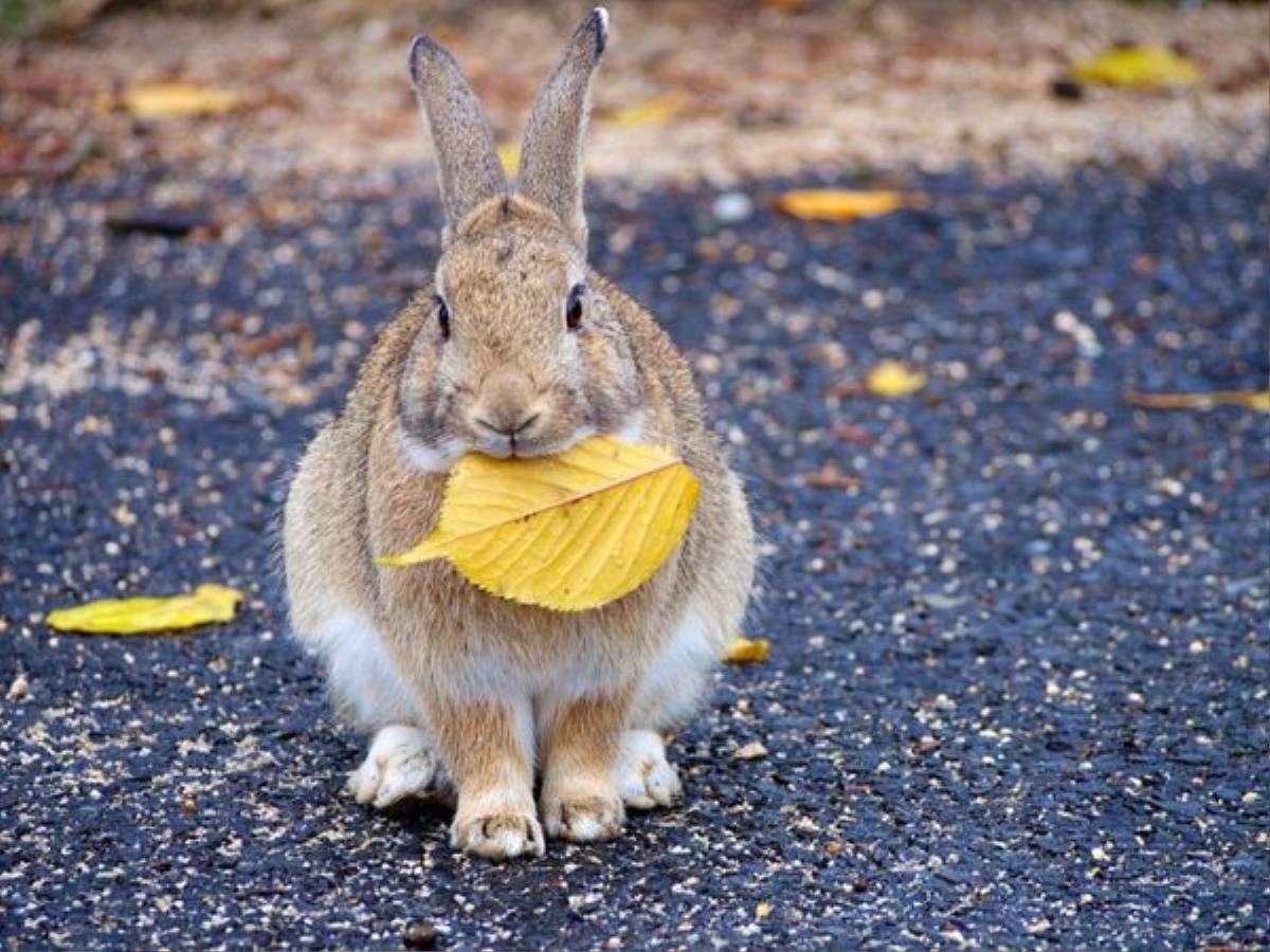 Việt Nam có đảo khỉ Cần Giờ, Nhật Bản có đảo thỏ Okunoshima Ảnh 9