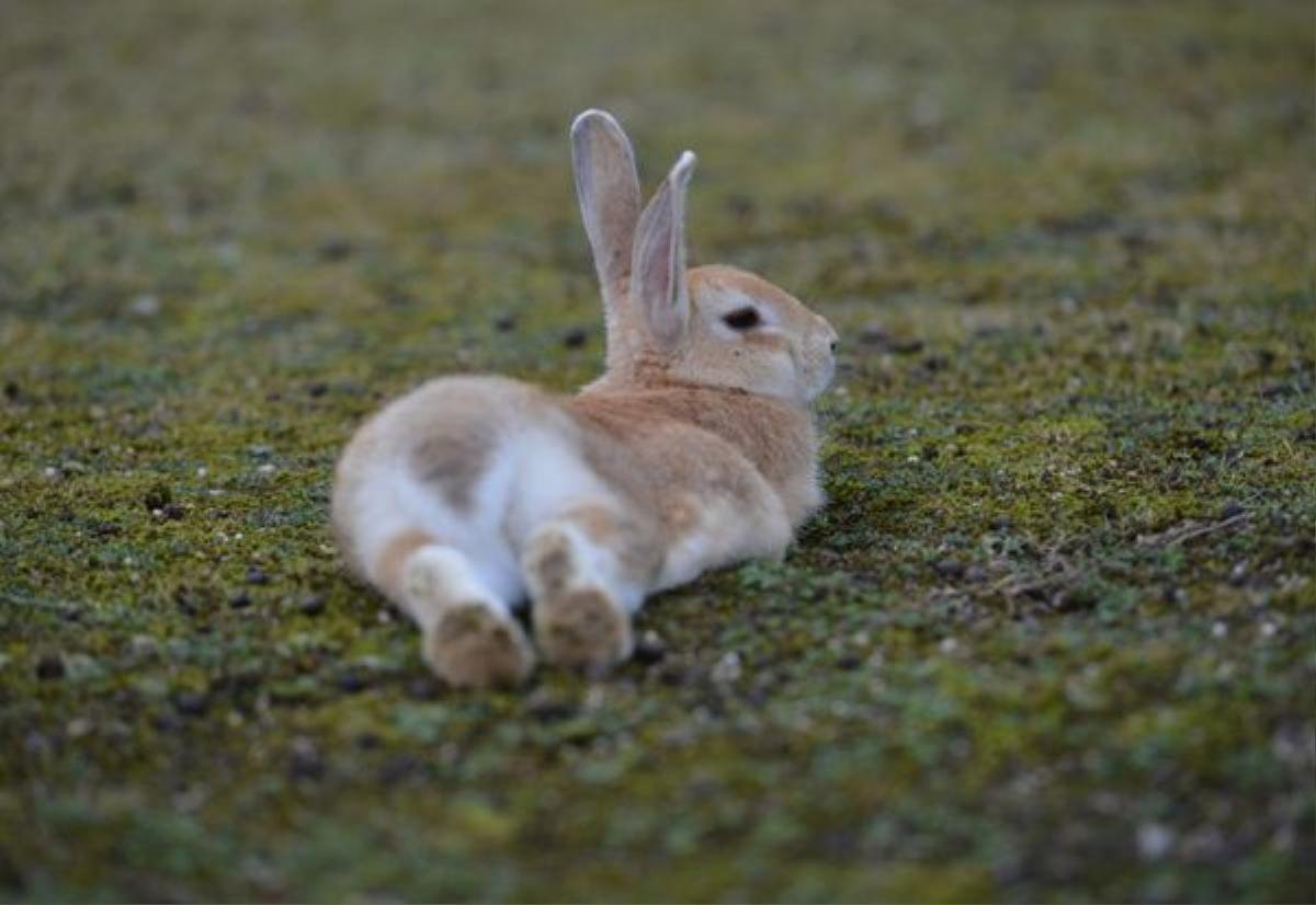 Việt Nam có đảo khỉ Cần Giờ, Nhật Bản có đảo thỏ Okunoshima Ảnh 8