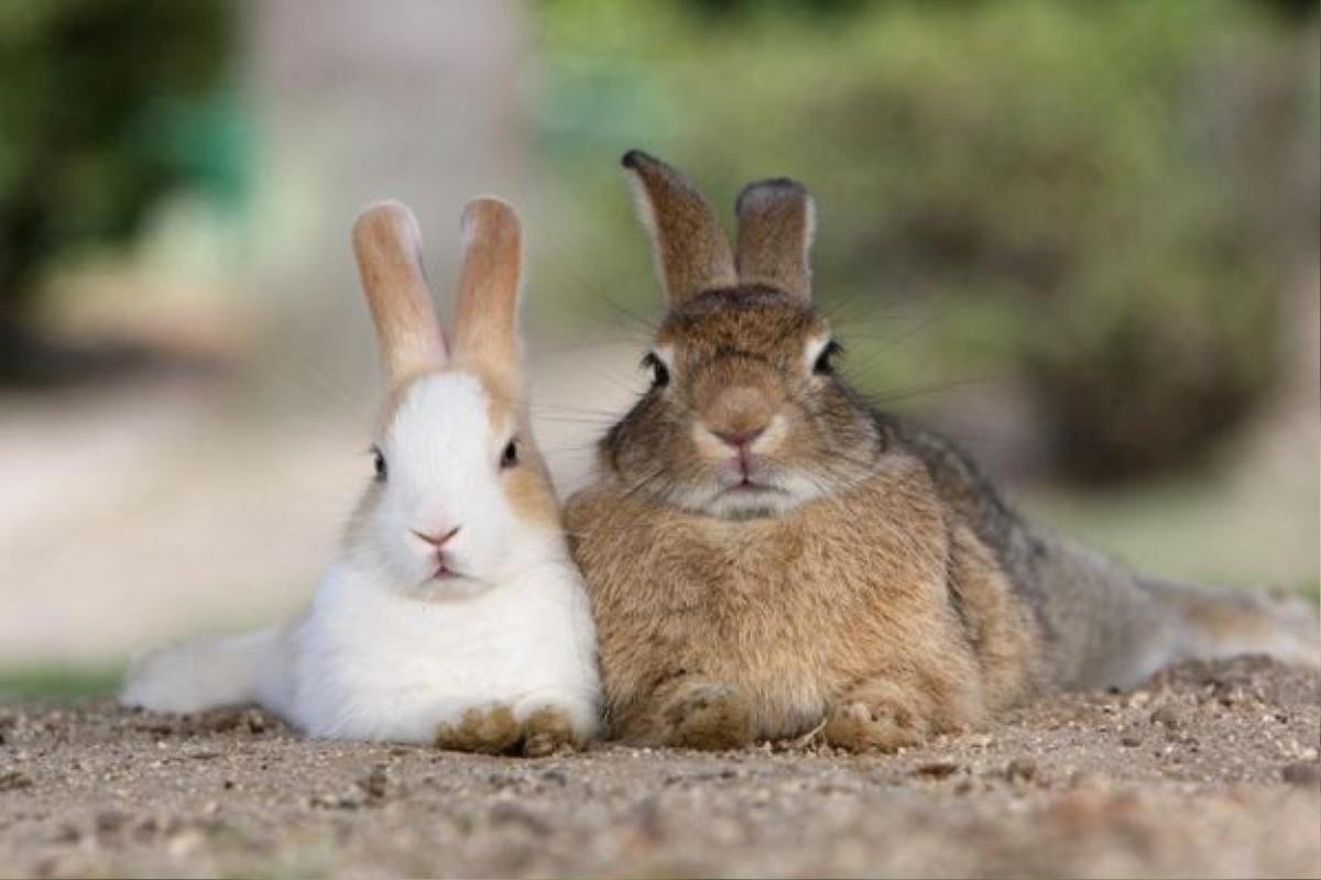 Việt Nam có đảo khỉ Cần Giờ, Nhật Bản có đảo thỏ Okunoshima Ảnh 5