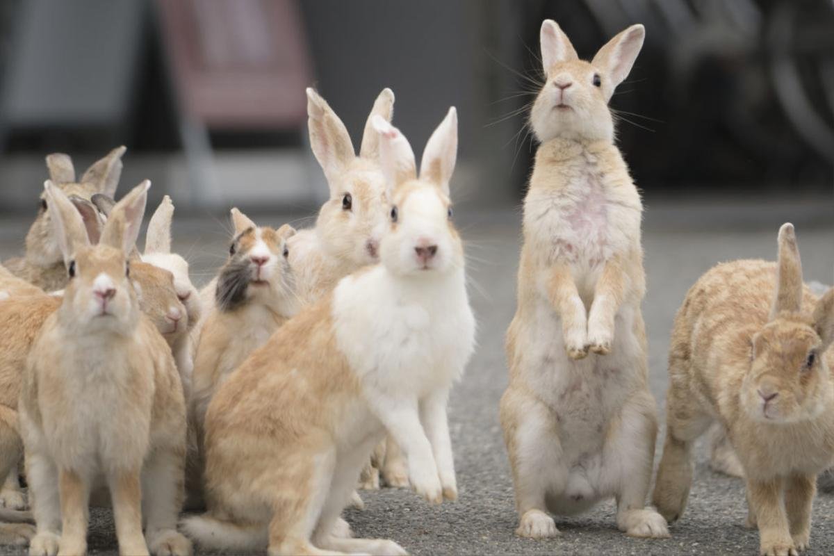 Việt Nam có đảo khỉ Cần Giờ, Nhật Bản có đảo thỏ Okunoshima Ảnh 7