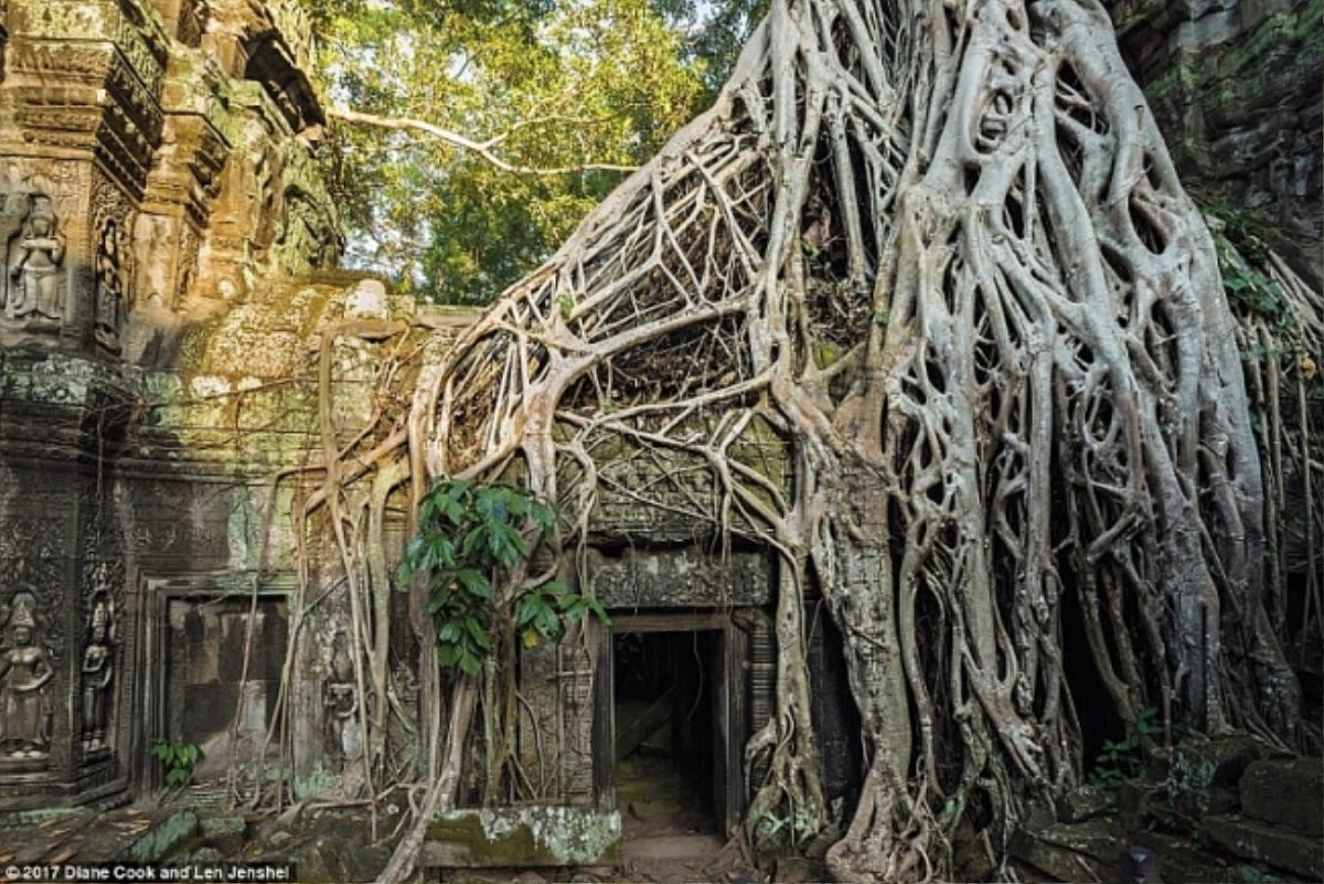 Cây lẻ bóng, cây dự trữ nước cho dân làng: Những loài cây kỳ lạ hay 'kiệt tác' của tự nhiên Ảnh 9