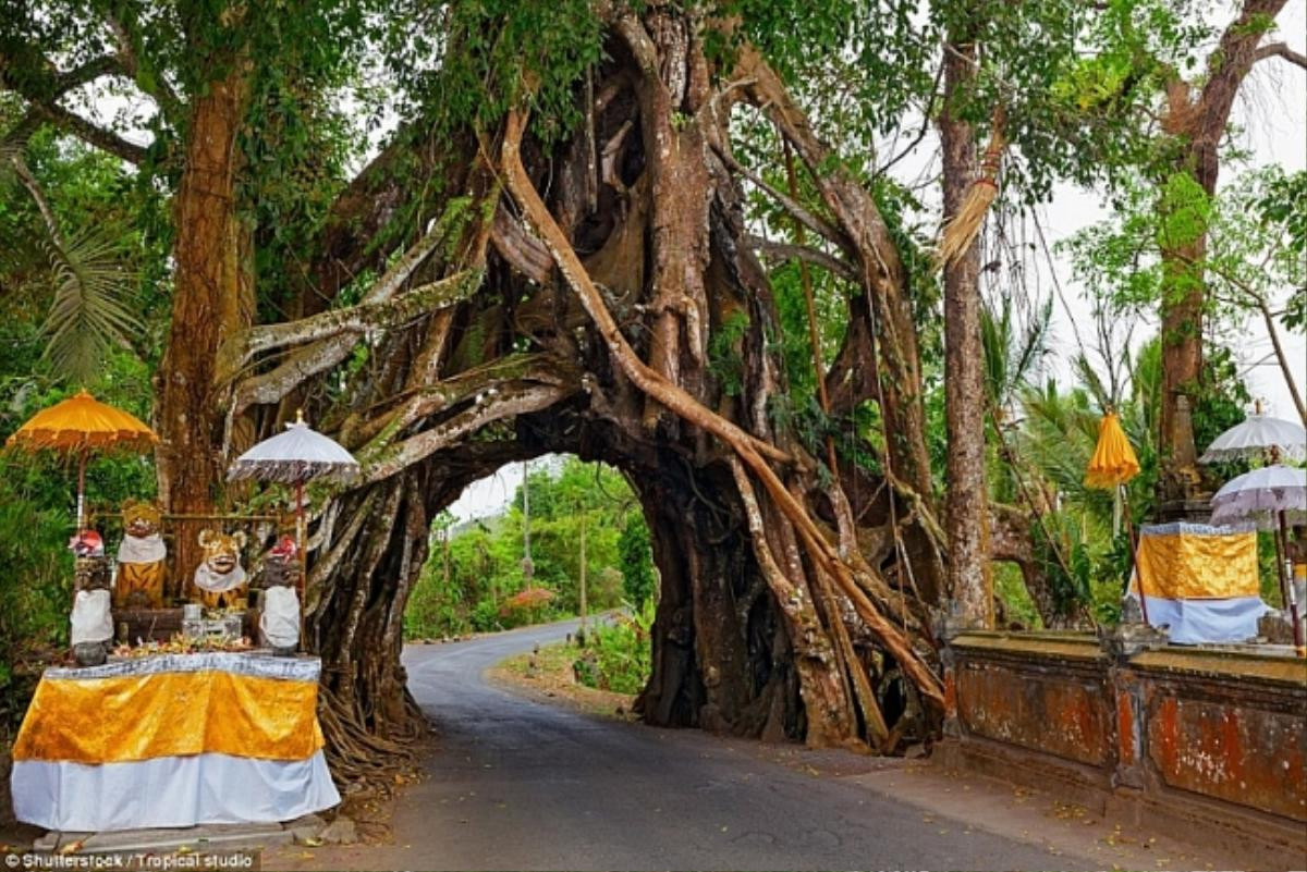 Cây lẻ bóng, cây dự trữ nước cho dân làng: Những loài cây kỳ lạ hay 'kiệt tác' của tự nhiên Ảnh 10