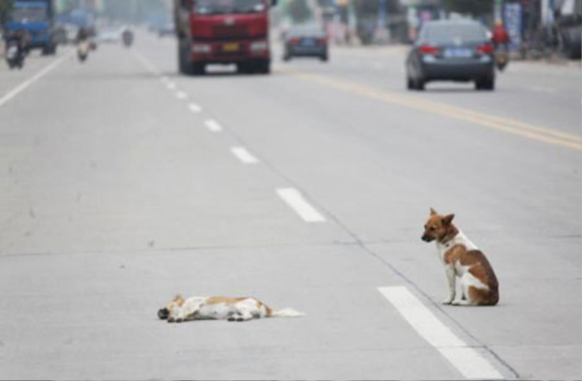 Xúc động cảnh chú chó dùng mũi đào đất chôn xác bạn Ảnh 2