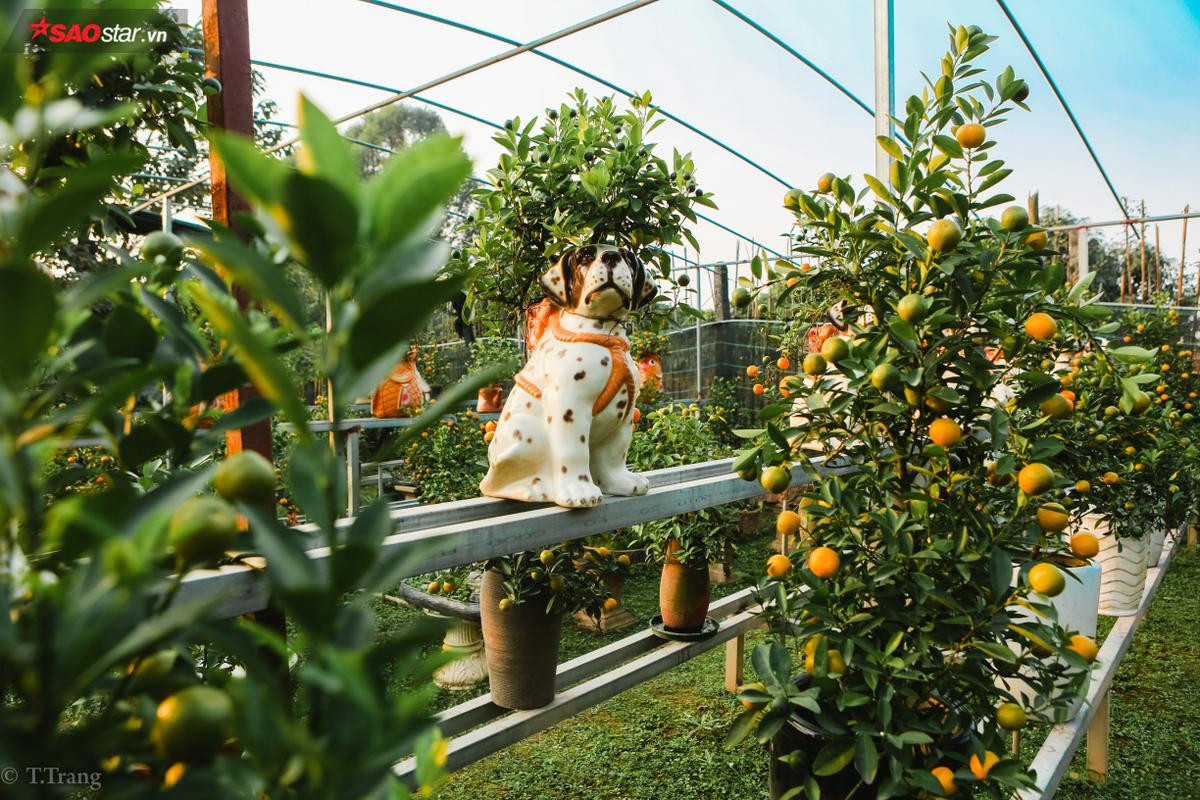 'Sốt' xình xịch chú chó đeo giỏ quất bonsai trên lưng giá hàng chục triệu đồng chơi Tết Ảnh 2