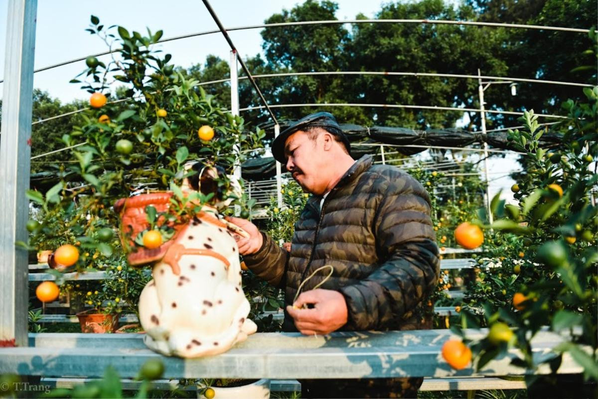 'Sốt' xình xịch chú chó đeo giỏ quất bonsai trên lưng giá hàng chục triệu đồng chơi Tết Ảnh 11