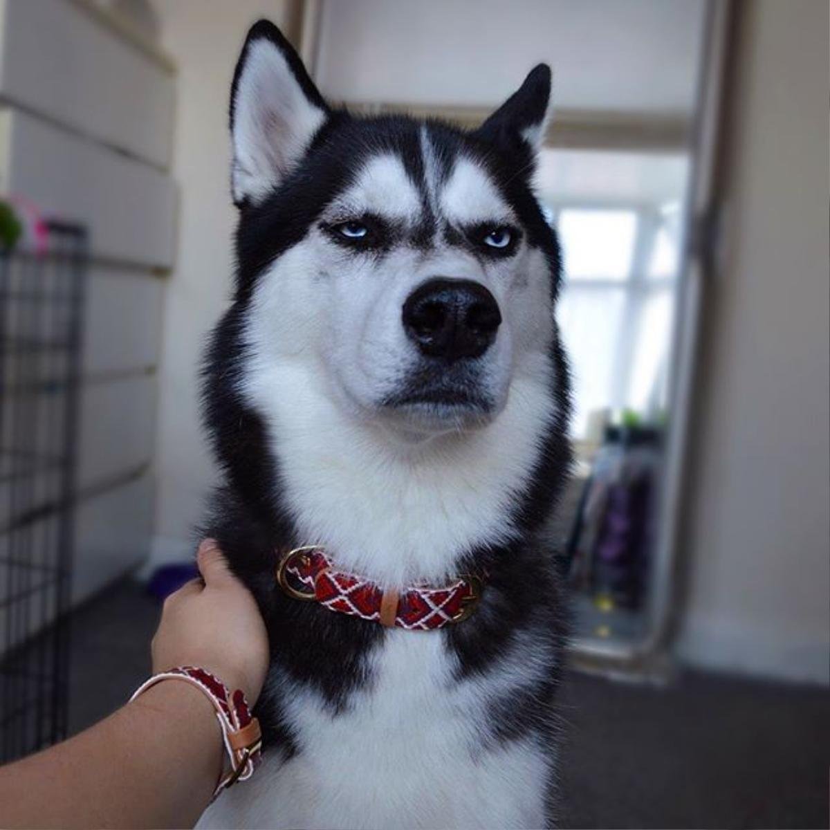 Chụp ảnh Giáng sinh vui như này mà chú chó husky cứ làm mặt 'hờn cả thế giới' mãi thôi! Ảnh 9