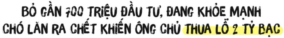 Người 30 năm nuôi chó Phú Quốc: ‘Tôi từng khóc, đóng cửa giao dịch 7 ngày để tưởng nhớ con thủ lĩnh’ Ảnh 1