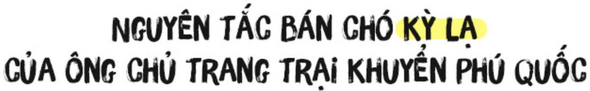 Người 30 năm nuôi chó Phú Quốc: ‘Tôi từng khóc, đóng cửa giao dịch 7 ngày để tưởng nhớ con thủ lĩnh’ Ảnh 6