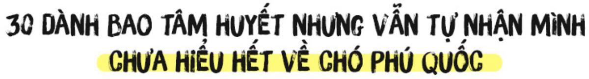 Người 30 năm nuôi chó Phú Quốc: ‘Tôi từng khóc, đóng cửa giao dịch 7 ngày để tưởng nhớ con thủ lĩnh’ Ảnh 12