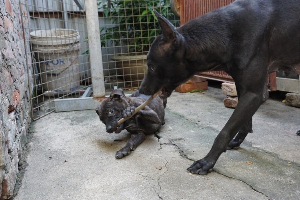 Người 30 năm nuôi chó Phú Quốc: ‘Tôi từng khóc, đóng cửa giao dịch 7 ngày để tưởng nhớ con thủ lĩnh’ Ảnh 13