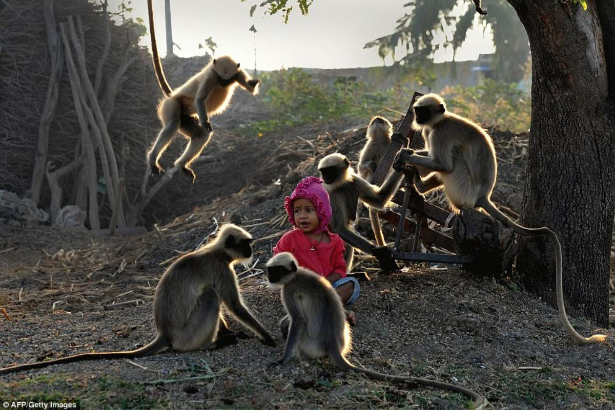 'Cậu bé rừng xanh' ngoài đời thực: Mới hai tuổi đã thân thiết với đàn khỉ như anh em một nhà Ảnh 6