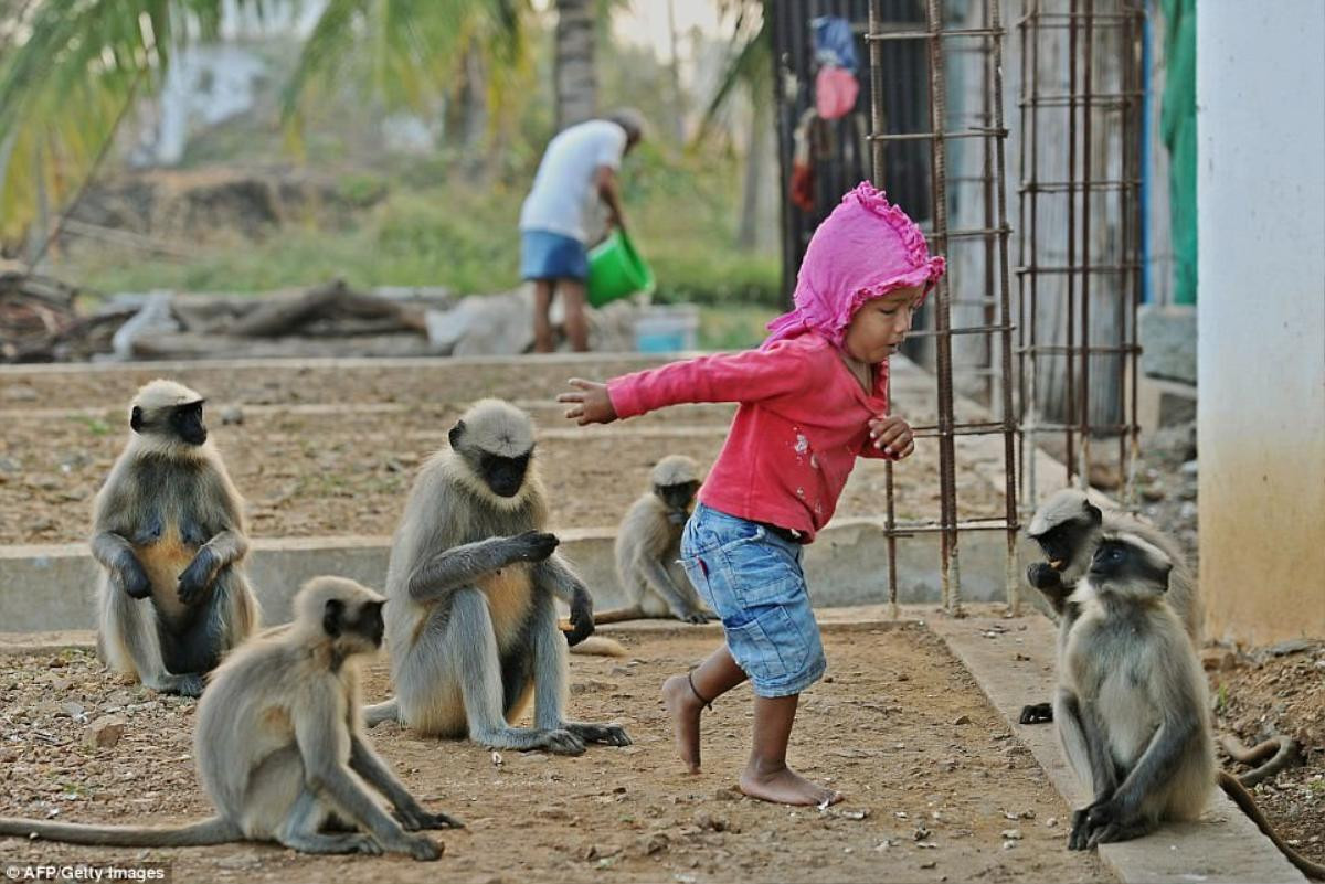 'Cậu bé rừng xanh' ngoài đời thực: Mới hai tuổi đã thân thiết với đàn khỉ như anh em một nhà Ảnh 3