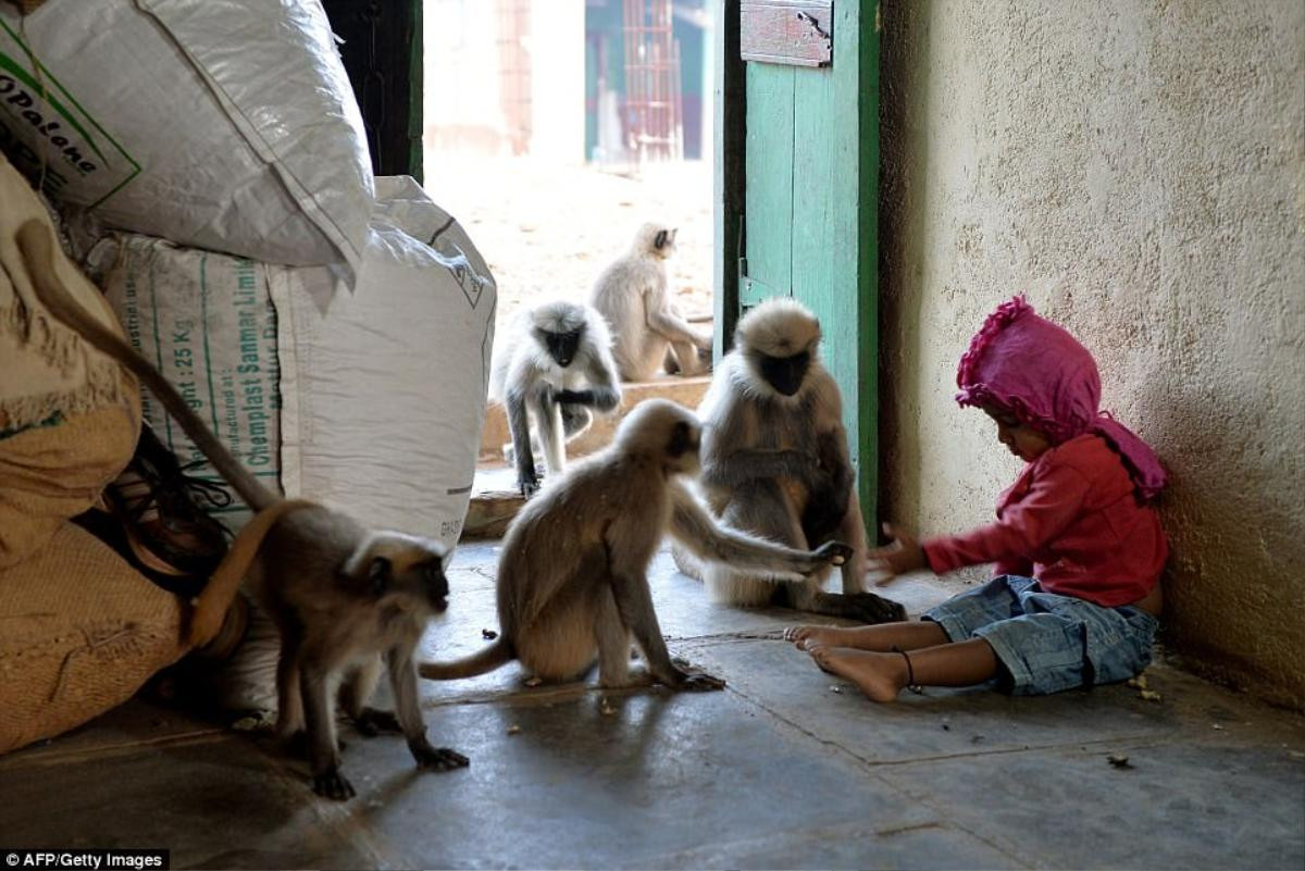 'Cậu bé rừng xanh' ngoài đời thực: Mới hai tuổi đã thân thiết với đàn khỉ như anh em một nhà Ảnh 9