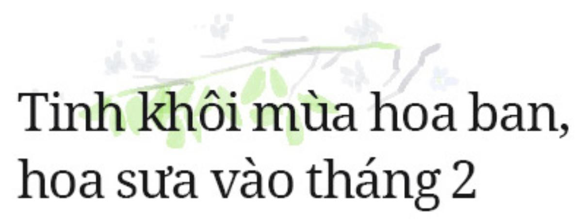 Đi qua 12 mùa hoa rực rỡ, bạn đã bao lần tìm thấy hạnh phúc? Ảnh 45