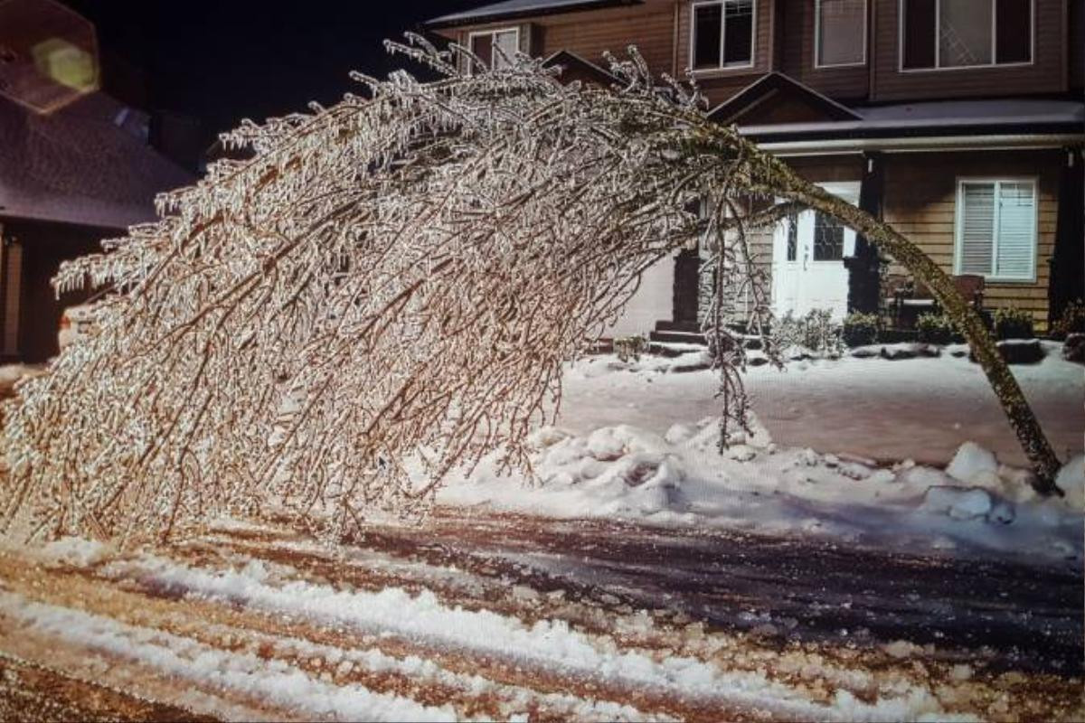 Canada lạnh giá tới mức bát mỳ đóng băng, chim cánh cụt cũng 'chào thua' Ảnh 6