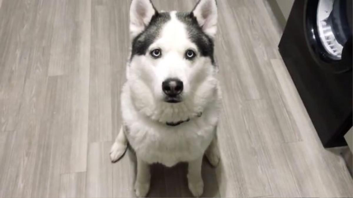 Chú chó Husky tỏ tình 'I love you' với chủ khiến dân mạng 'phát cuồng' Ảnh 1