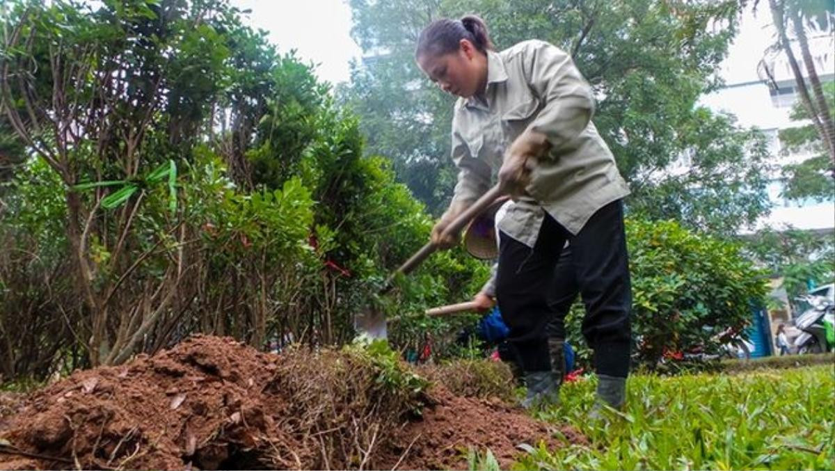 Bắt đầu dời cây, xén dải phân cách ở đường đẹp nhất Hà Nội Ảnh 5