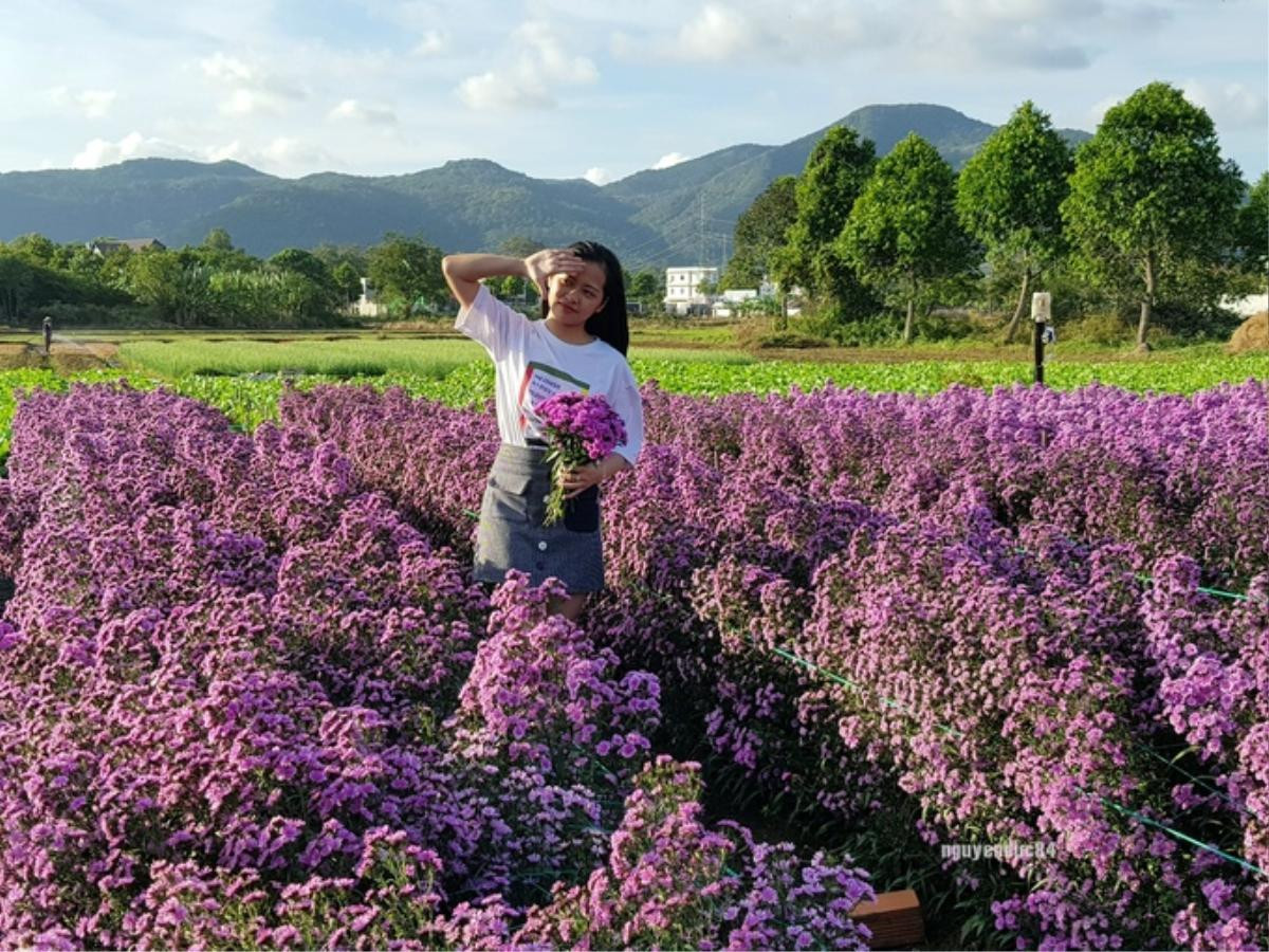 Vườn hoa thạch thảo đang gây sốt ở Bà Rịa Vũng Tàu Ảnh 3