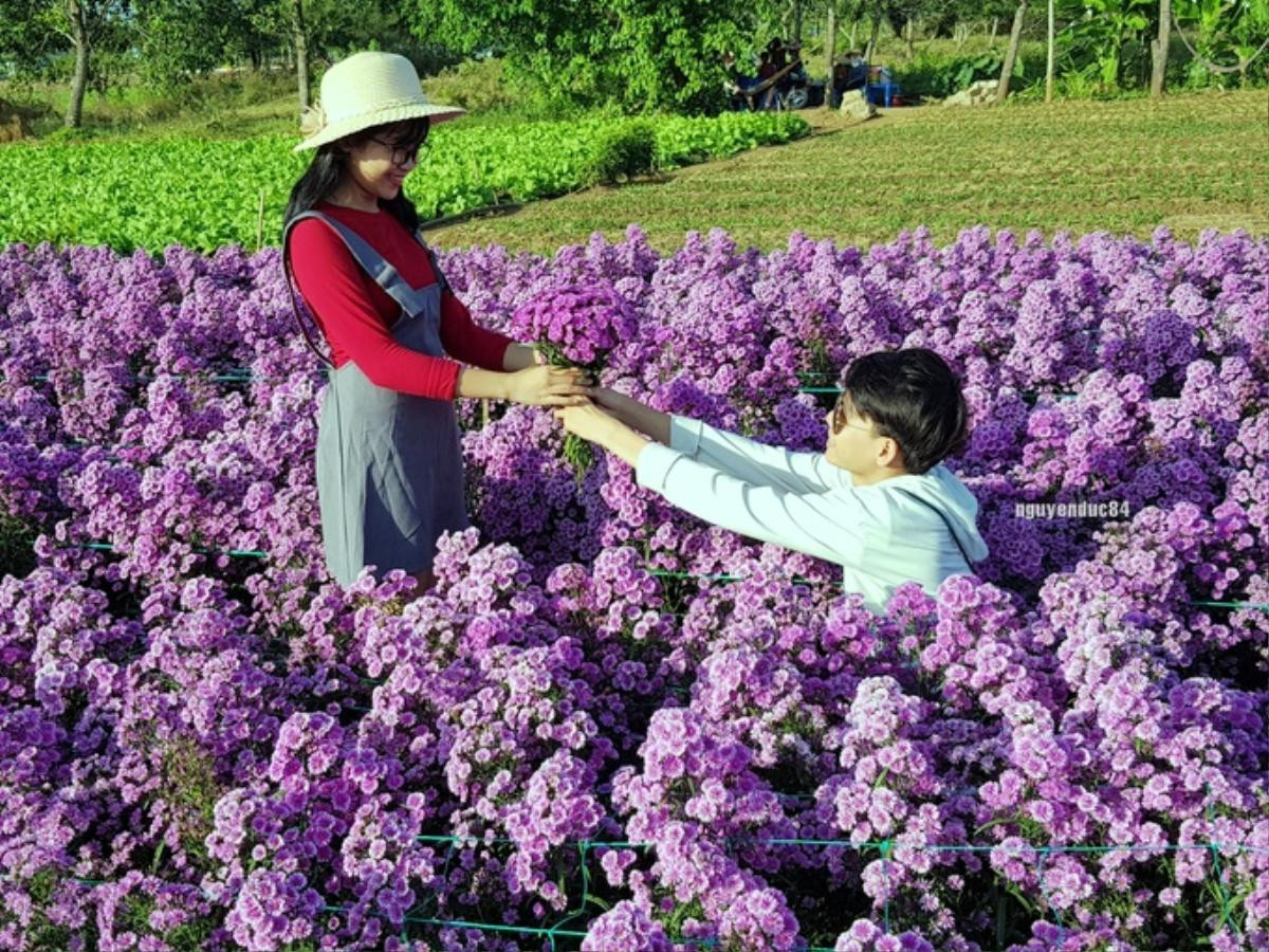 Vườn hoa thạch thảo đang gây sốt ở Bà Rịa Vũng Tàu Ảnh 4