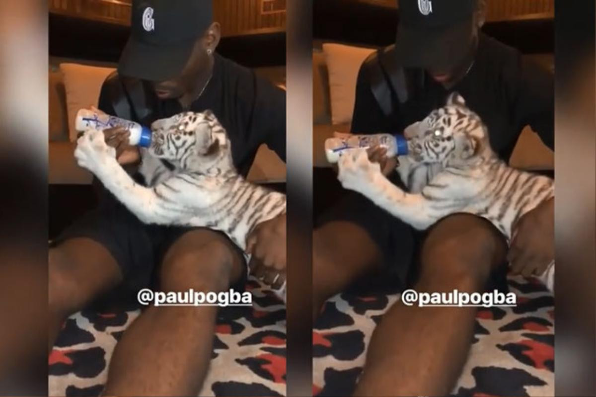 Sốc với cảnh Paul Pogba làm 'bảo mẫu' cho hổ Ảnh 1