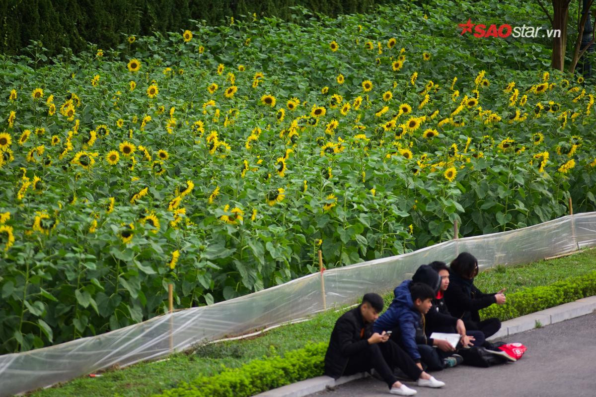 Chẳng cần vào tận Nghệ An mới được ngắm hướng dương, ngay Hà Nội thôi cũng có dải hoa sắc vàng Ảnh 13