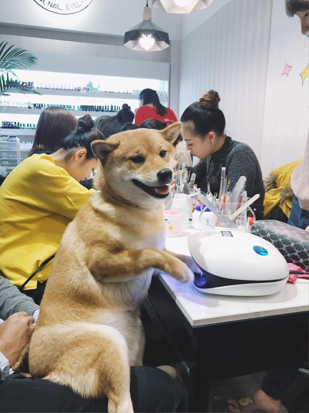 'Bộ sưu tập biểu cảm dễ thương' của chú chó khi được làm nail khiến dân mạng thích thú Ảnh 3