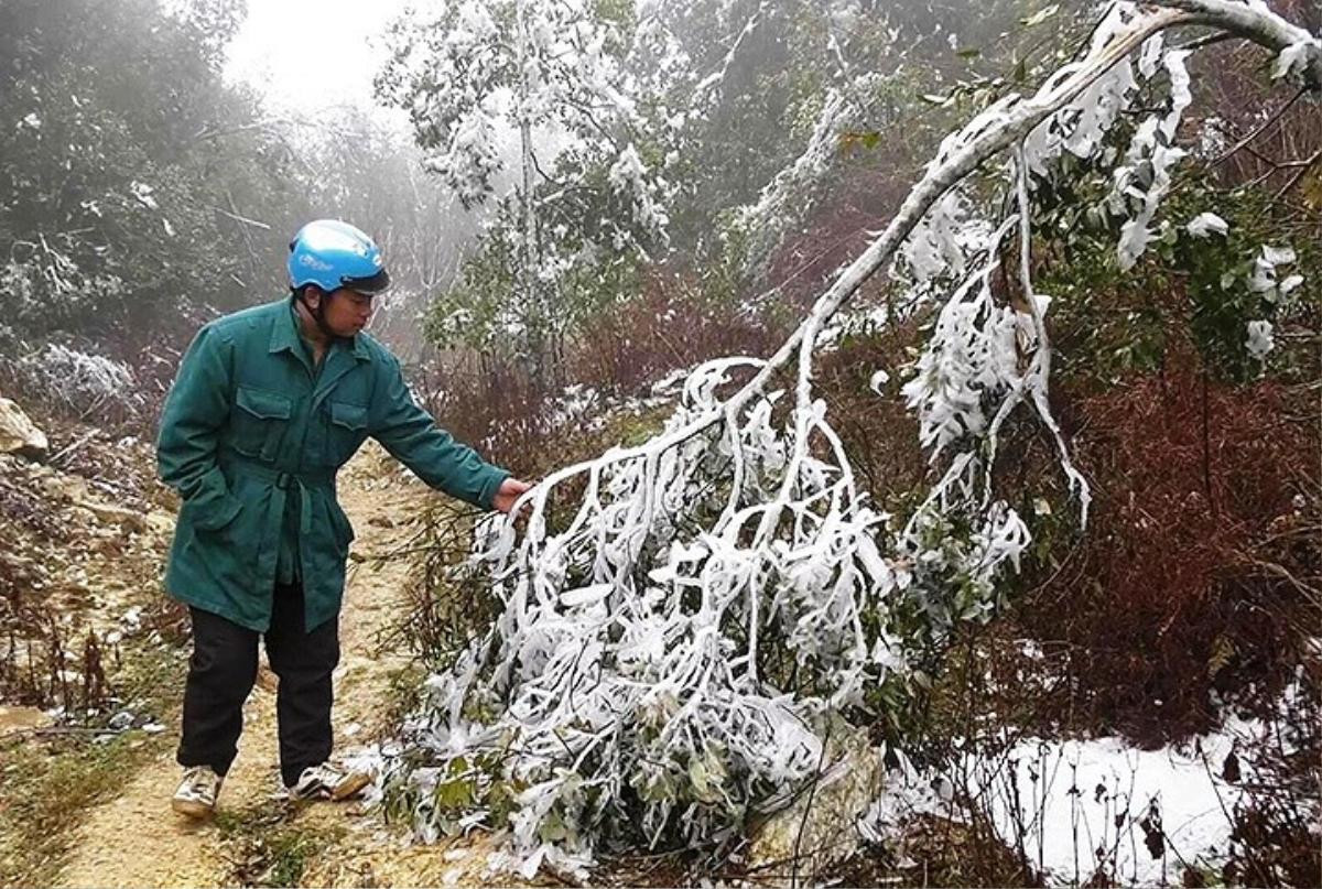 Băng giá bao phủ trắng xóa, thảm thực vật ở Mù Cang Chải bị tàn phá nặng nề Ảnh 2