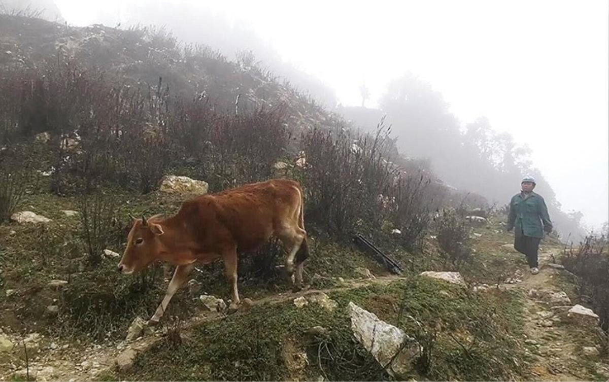 Băng giá bao phủ trắng xóa, thảm thực vật ở Mù Cang Chải bị tàn phá nặng nề Ảnh 1