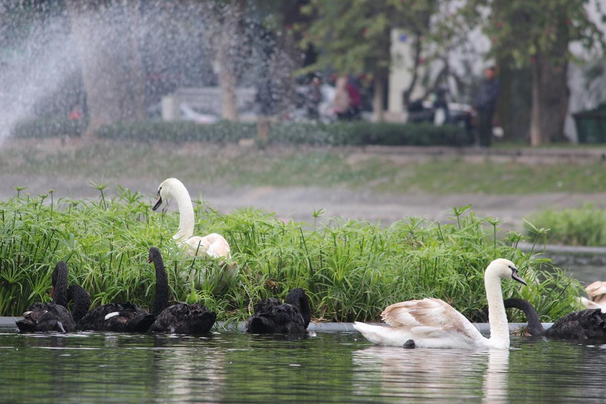 Bị vây lưới bắt sau khi thả xuống hồ Gươm, đàn thiên nga được đưa về hồ Thiền Quang Ảnh 5