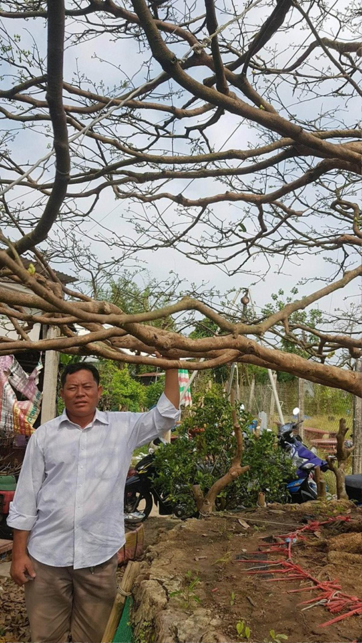 Cận cảnh 'lão mai' 90 năm tuổi được rao bán 1,6 tỉ đồng ở Cần Thơ Ảnh 3