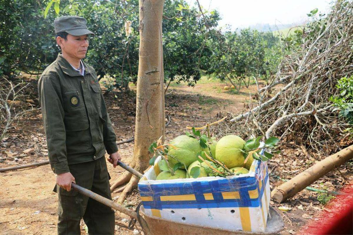 Bán 1 triệu đồng/cặp, bưởi Tết khắc chữ Tài - Lộc vẫn 'cháy hàng' Ảnh 4