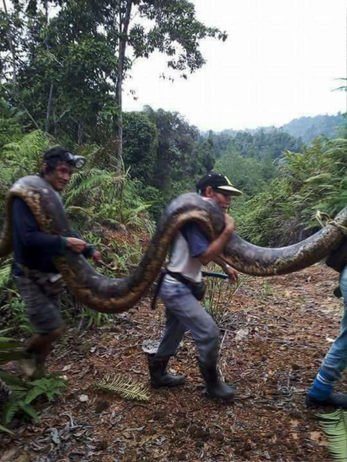 Đang làm 'chuyện ấy', con trăn bị phát hiện và 'xử' tại chỗ Ảnh 1