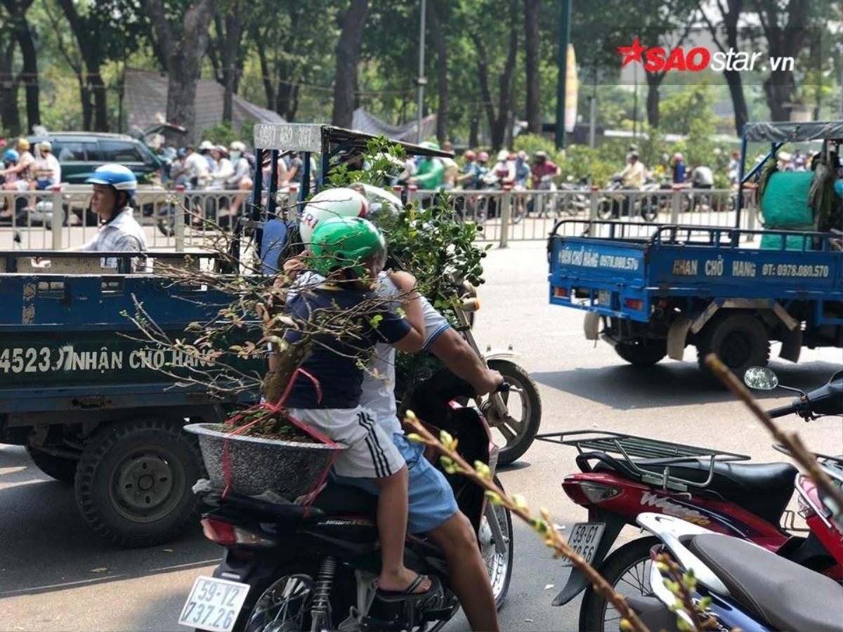 Cây cảnh bán rẻ như cho vẫn bị ép giá, tiểu thương Sài Gòn chặt nát vứt vào thùng rác Ảnh 10