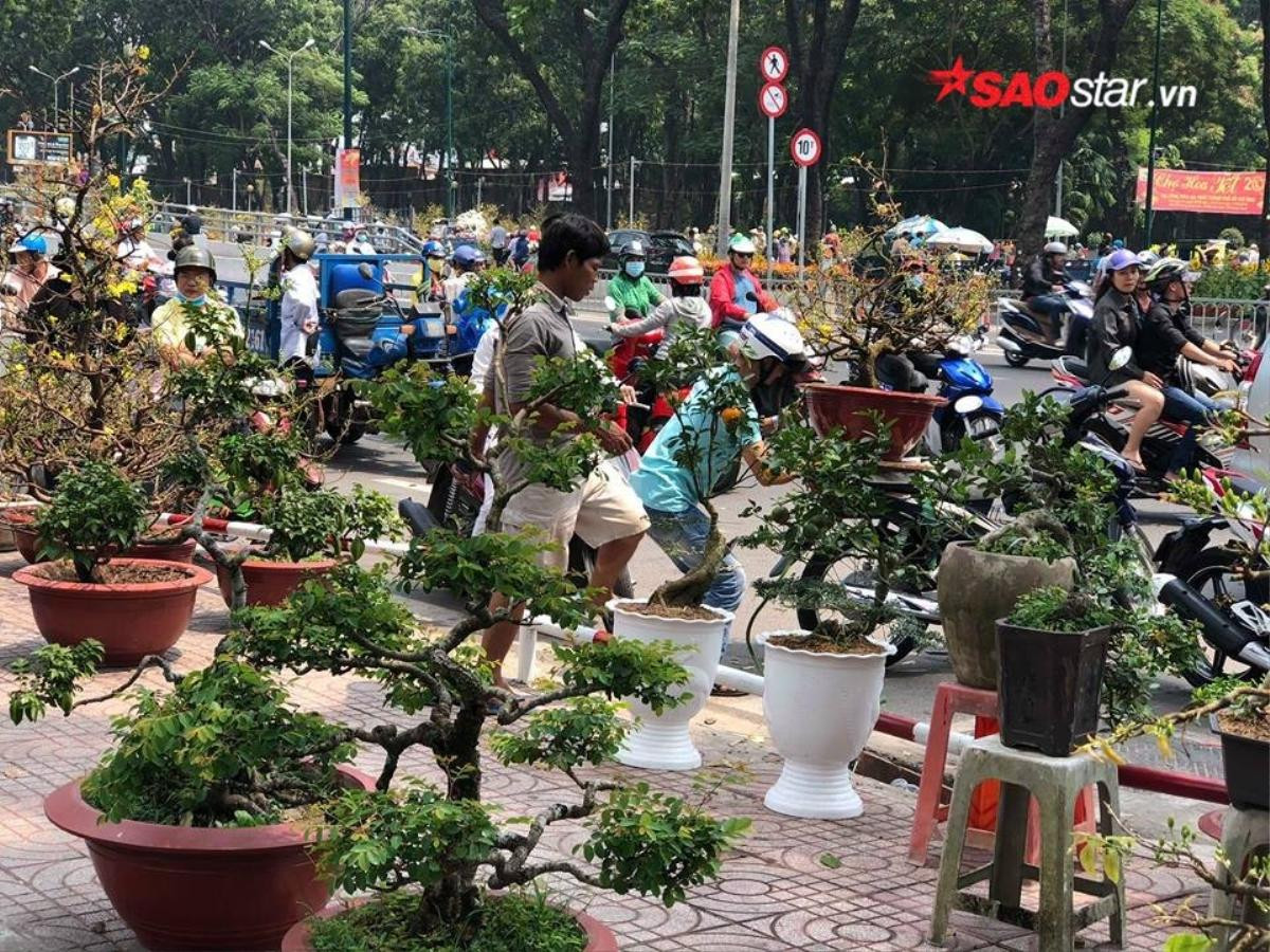 Cây cảnh bán rẻ như cho vẫn bị ép giá, tiểu thương Sài Gòn chặt nát vứt vào thùng rác Ảnh 6