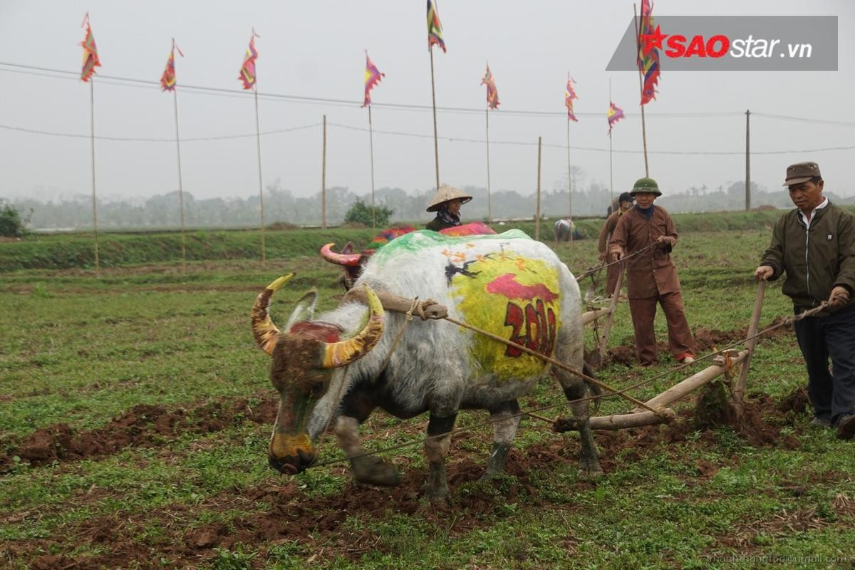 Tận mắt chiêm ngưỡng 10 con trâu được họa sĩ vẽ sặc sỡ tham gia lễ hội Tịch điền Ảnh 7